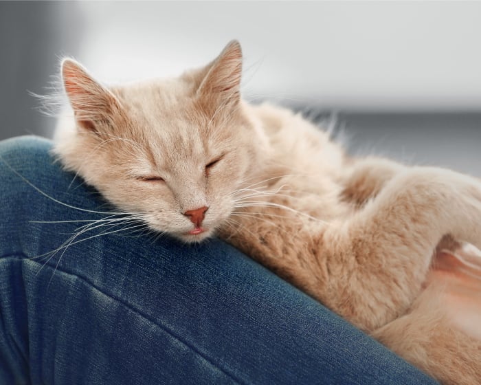 Animal Blood Bank & Blood Donation Gaithersburg