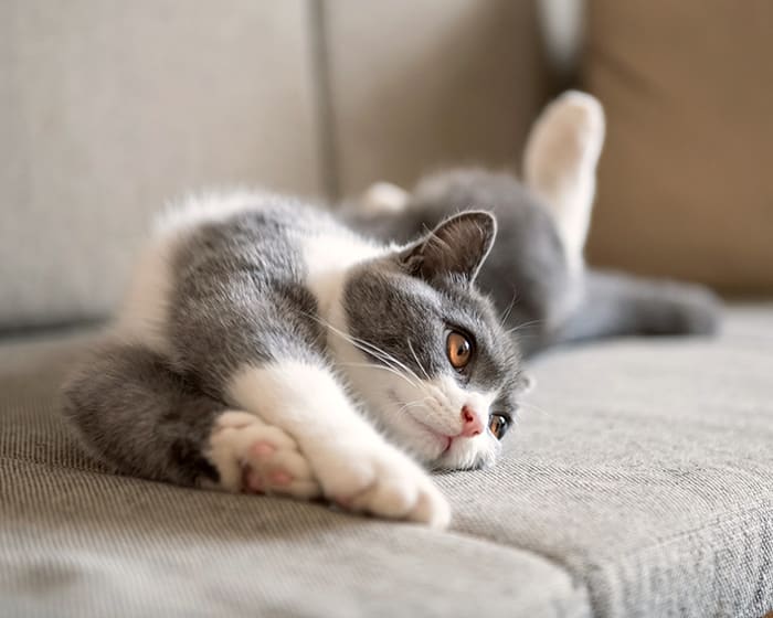 Radioactive Iodine Treatment For Cats in Gaithersburg