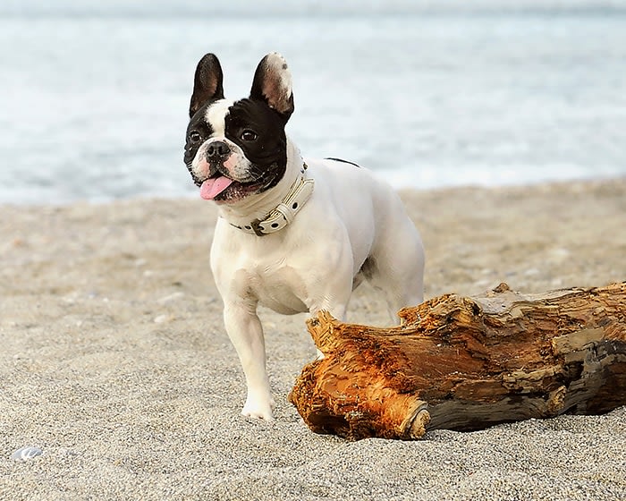 Veterinary Neurology & Neurosurgery in Gaithersburg 