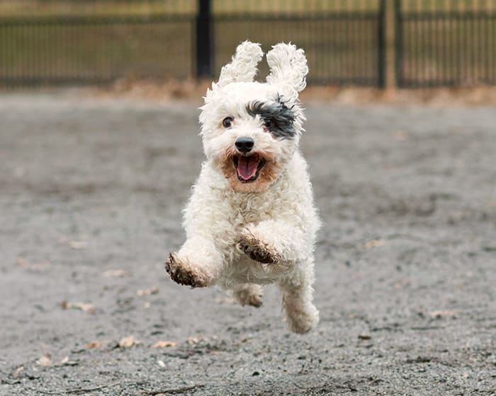 Veterianary Radiology & Ultrasound in Gaithersburg