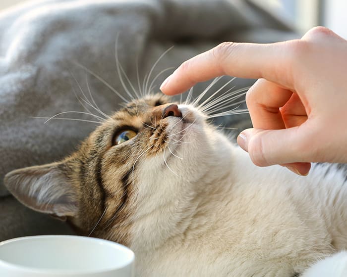 Veterinary Radiologist in Gaithersburg
