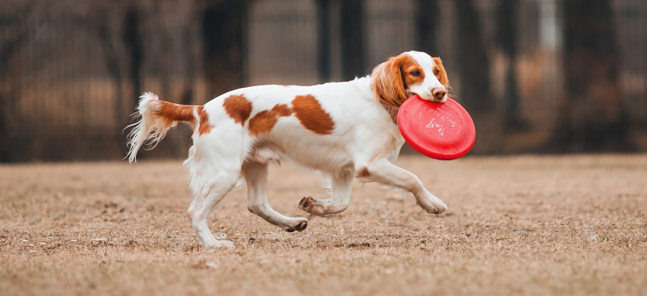 Dog running while carrying frisbee in mouth.
