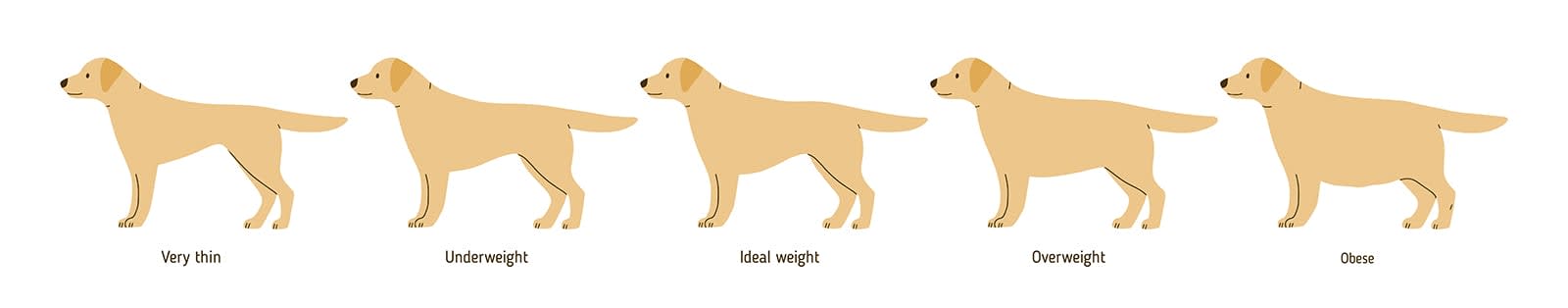 Overweight dog chart, Gaithersburg Vets